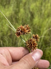 Rhynchospora indianolensis