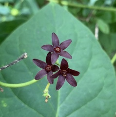 Matelea carolinensis