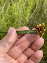 Rhynchospora indianolensis