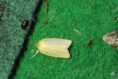 Zelotherses paleana