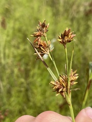 Rhynchospora indianolensis
