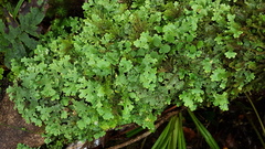 Pseudocyphellaria homoeophylla image
