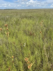 Rhynchospora indianolensis
