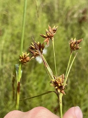 Rhynchospora indianolensis