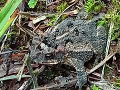 Incilius porteri