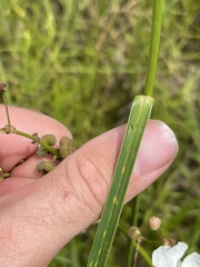 Rhynchospora indianolensis