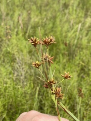Rhynchospora indianolensis