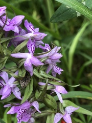 Otiorhynchus ligustici