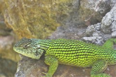 Sceloporus hondurensis