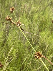 Rhynchospora indianolensis