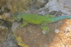 Sceloporus hondurensis
