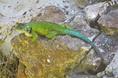 Sceloporus hondurensis