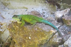 Sceloporus hondurensis