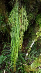 Asplenium flaccidum flaccidum