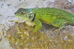 Sceloporus hondurensis