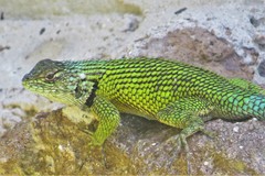 Sceloporus hondurensis