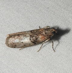 Sciota vetustella