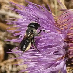 Osmia dimidiata