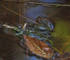 Lithobates lenca