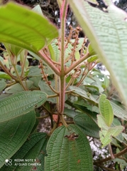 Miconia aeruginosa