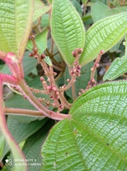 Miconia aeruginosa