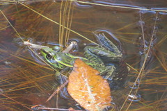 Lithobates lenca
