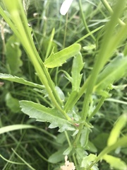 Leucanthemum vulgare