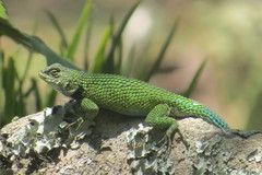 Sceloporus hondurensis