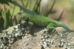 Sceloporus hondurensis