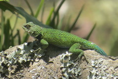 Sceloporus hondurensis
