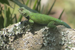 Sceloporus hondurensis