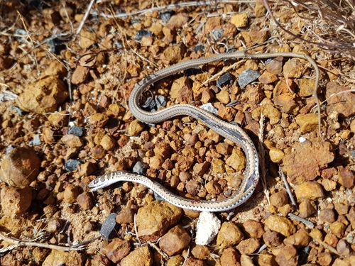 Photo of a Cape Sand Snake (Psammophis leightoni)