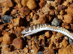 Psammophis leightoni