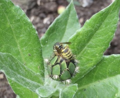 Dolichovespula sylvestris