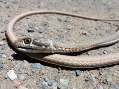 Psammophis notostictus