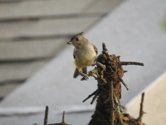Baeolophus bicolor × atricristatus