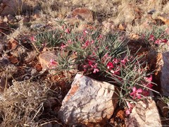 Adenium oleifolium
