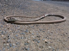 Psammophis notostictus
