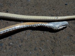 Psammophis notostictus