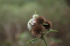 Hyptis lappacea