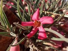 Adenium oleifolium