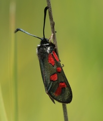 Zygaena oxytropis
