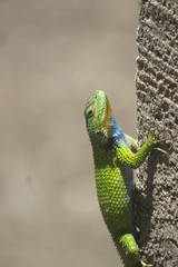 Sceloporus hondurensis