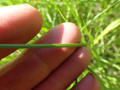 Divisae