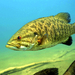 Smallmouth Bass - Photo Engbretson Eric, U.S. Fish and Wildlife Service, no known copyright restrictions (public domain)