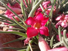 Adenium oleifolium