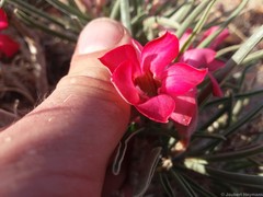 Adenium oleifolium