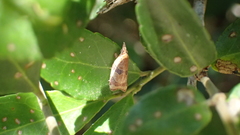 Cenopis diluticostana