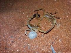 Parabuthus laevifrons