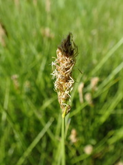 Divisae